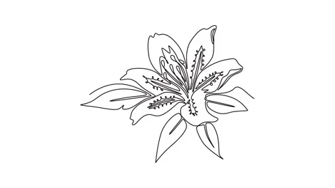 Animated self drawing of continuous line draw beauty of fresh lilium for ho.. Stock Footage 293692103