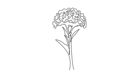 Animated self drawing of continuous line draw beauty fresh wool flowers for.. Stock Footage 293692152