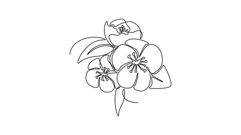 Animated self drawing of continuous line draw beauty fresh cherry blossom f.. Stock Footage 294884016