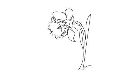 Animated self drawing of continuous line draw beauty fresh narcissus for ga.. Stock Footage 295712658