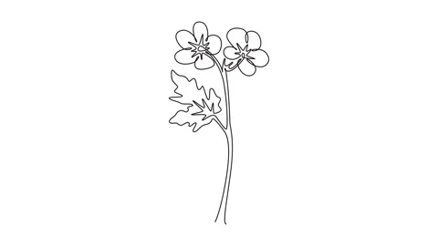 Animated self drawing of continuous line draw beauty fresh geranium for wal.. Stock Footage 295712719