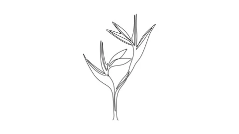 Animated self drawing of continuous line draw beauty fresh strelitzia for g.. Stock Footage 296876224