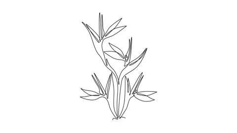 Animated self drawing of continuous line draw beauty fresh strelitzia garde.. Stock Footage 296876226