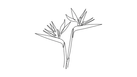 Animated self drawing of continuous line draw beauty fresh strelitzia for h.. Video stock 296876234