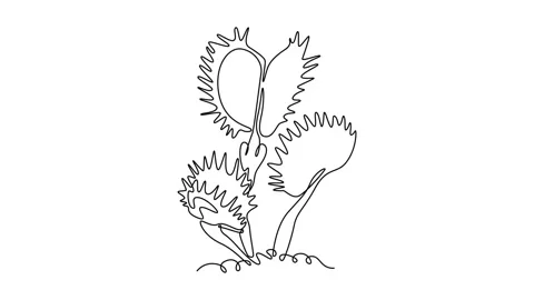 Animated self drawing of continuous line draw scary fresh venus flytrap for.. Video stock 297593196