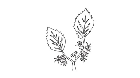 Animated self drawing of continuous line draw of beauty fresh witch hazels .. Stock Footage 297593197
