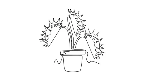 Animated self drawing of continuous line draw scary fresh venus flytrap for.. Video stock 297593200
