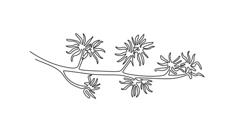 Bushes Drawings Drawings Animated Stock Videos – Royalty-Free HD & 4K ...