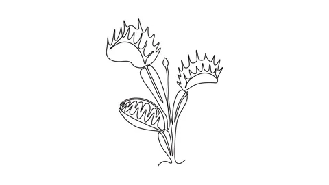 Animated self drawing continuous line draw beauty fresh venus flytrap for h.. Video stock 297593208