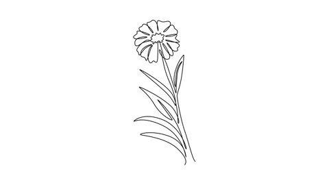 Animated self drawing of continuous line draw beauty fresh tagetes erecta f.. Stock Footage 297924428