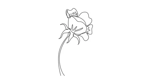 Animated self drawing of continuous line draw beauty fresh anemone flower f.. Stock Footage 297924439
