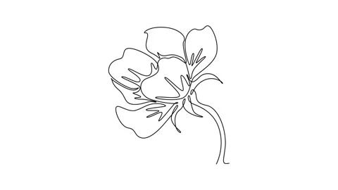 Animated self drawing of continuous line draw beauty fresh anemone flower f.. Stock Footage 297924442