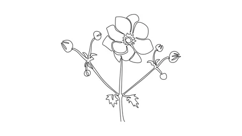 Animated self drawing of continuous line draw beauty fresh anemone flower f.. Stock Footage 297924444