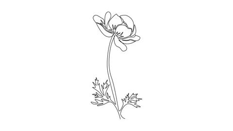 Animated self drawing of continuous line draw beauty fresh anemone flower f.. Stock Footage 297924452