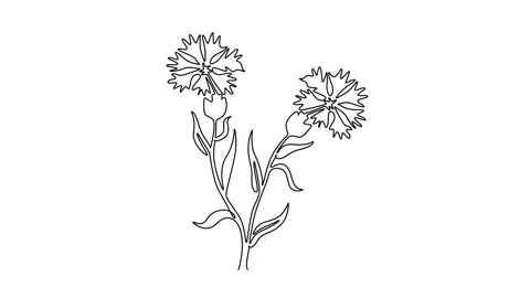Animated self drawing of continuous line draw beauty fresh centaurea cyanus.. 스톡 동영상 299107632