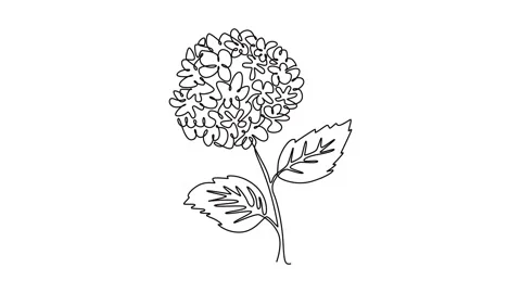 Animated self drawing of continuous line draw beauty fresh hortensia for ho.. Stock Footage 299107687