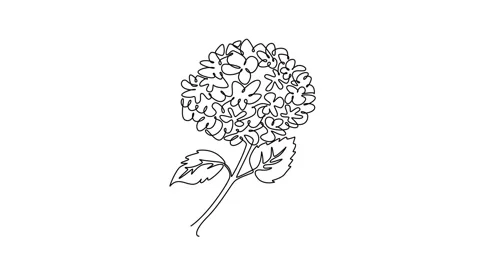 Animated self drawing of continuous line draw beauty fresh hortensia for ga.. Stock Footage 299107691
