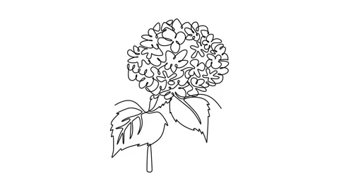 Animated self drawing of continuous line draw beauty fresh hydrangea for ho.. Stock Footage 299107697