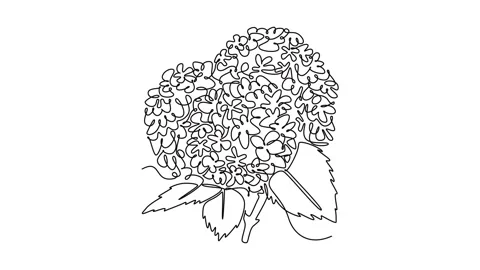 Animated self drawing of continuous line draw beauty fresh hydrangea for ho.. Stock Footage 299107701