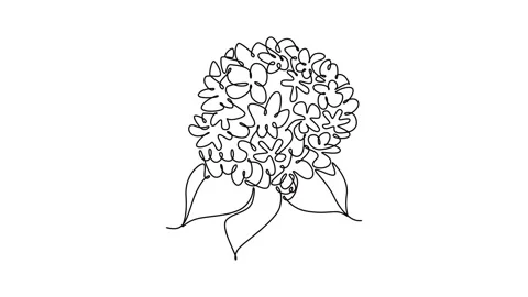 Animated self drawing of continuous line draw beauty fresh hortensia for ho.. Video stock 299107712