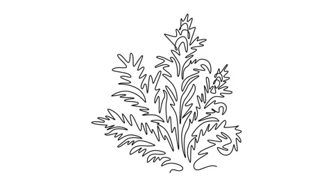Animated self drawing of continuous line draw beauty fresh bear's breeches .. Stock Footage 300467426
