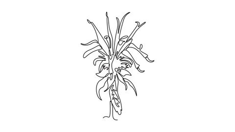 Animated self drawing of continuous line draw beauty fresh monarda for gard.. Stock Footage 300467463