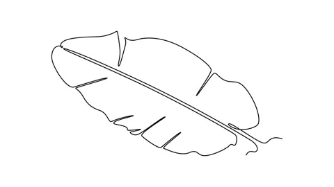 Animated self drawing of continuous line draw tropical banana leaf plant lo.. Video stock 302546912