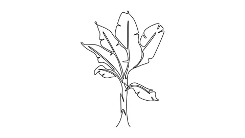 Animated self drawing continuous line draw beauty and fresh banana tree log.. Stock Footage 302546914