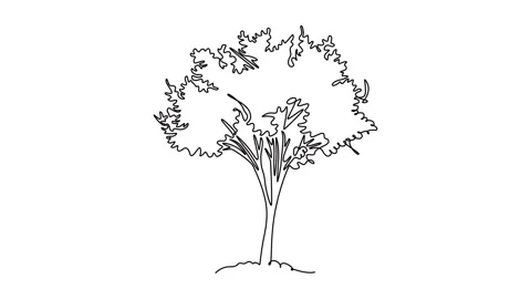 Animated self drawing of continuous line draw beauty fresh cherry blossom f.. Stock Footage 302546927