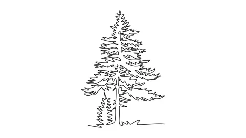 Animated self drawing of continuous line draw beauty exotic pine tree for h.. Stock Footage 302951335