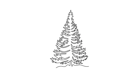Animated self drawing of continuous line draw beauty and exotic pine tree l.. Stock Footage 302951340