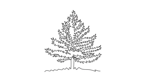 Animated self drawing of continuous line draw beauty and exotic pine tree f.. Stock Footage 302951341