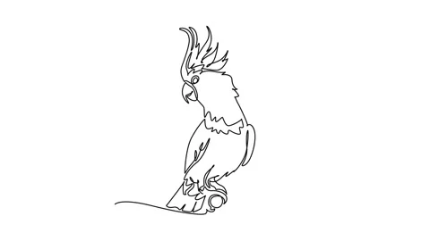 Animated self drawing of continuous line draw exotic pet cockatoo parrot pe.. Stock Footage 344920007