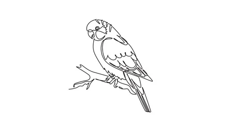 Animated self drawing of continuous line draw a parakeet parrot perched pea.. Видео 344920008