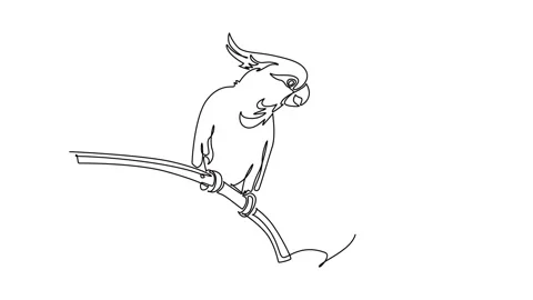 Animated self drawing of continuous line draw pet cockatoo parrot perched o.. Stock Footage 344920011