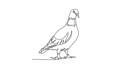 Animated self drawing continuous line draw alert pet pigeon standing uprigh.. Stock Footage 344920013