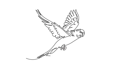 Animated self drawing of continuous line draw pet parakeet parrot flying fr.. Stock Footage 344920016