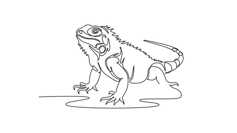 Animated self drawing of continuous line draw iguana lizard crawling on the.. Stock Footage 344920036