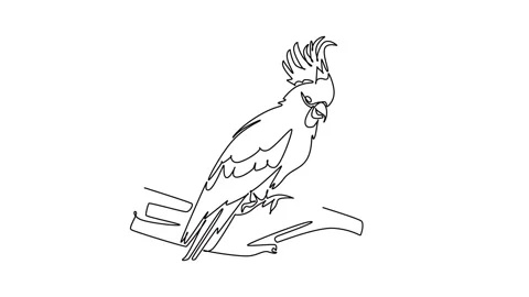 Animated self drawing of continuous line draw cockatoo parrot perched on a .. Stock Footage 344920040
