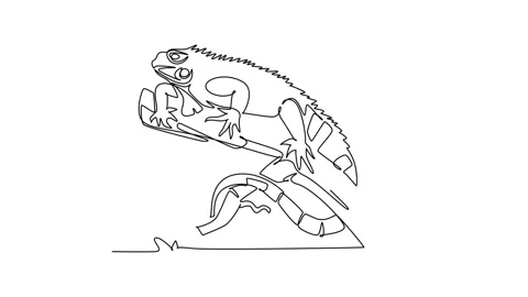 Animated self drawing of continuous line draw iguana lizard resting along a.. Stock Footage 344920041