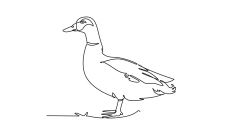 Animated self drawing of continuous line draw domestic farm duck standing c.. Stock Footage 345110171