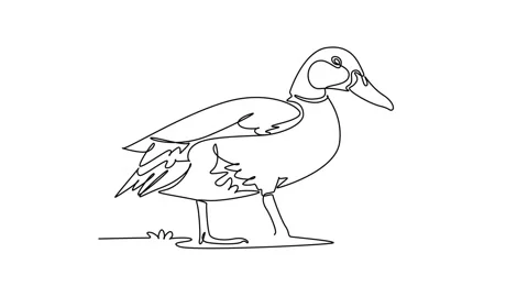 Animated self drawing of continuous line draw a domestic farm duck walking .. Stock Footage 345110172