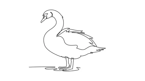 Animated self drawing of continuous line draw graceful farm swan standing n.. Stock Footage 345110173