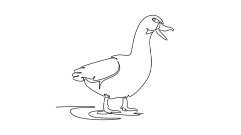 Animated self drawing of continuous line draw vocal domestic farm duck stan.. Stock Footage 345110174