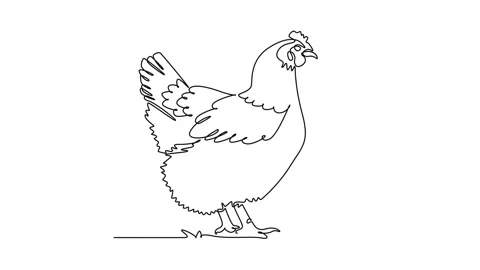 Animated self drawing of continuous line draw animal farm chicken hen stand.. Stock Footage 345110175