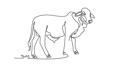 Animated self drawing of continuous line draw animal zebu brahman cow stand.. Stock Footage 345110185