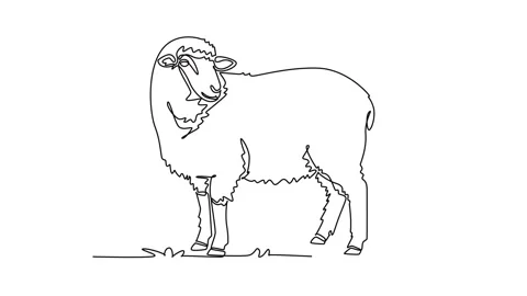 Animated self drawing of continuous line draw domestic farm sheep standing .. Stock Footage 345110195