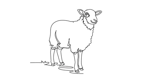 Animated self drawing of continuous line draw domestic farm sheep standing .. Stock Footage 345110198