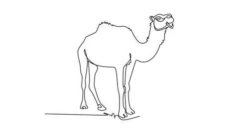 Animated self drawing of continuous line draw tall dromedary camel standing.. Stock Footage 345110200