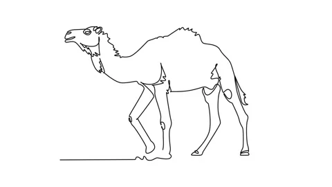 Animated self drawing of continuous line draw tall dromedary camel walking .. Stock Footage 345110201